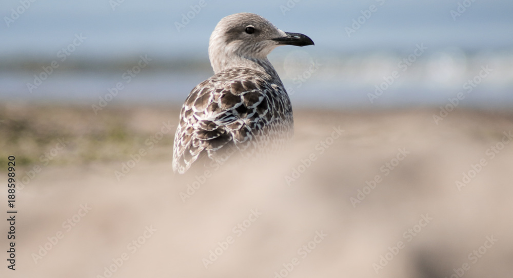 Obraz premium Möve vor Strand