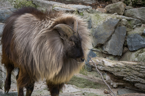 Himalayan Tahr