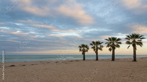 Palms on the beach. Civitanova  Italy