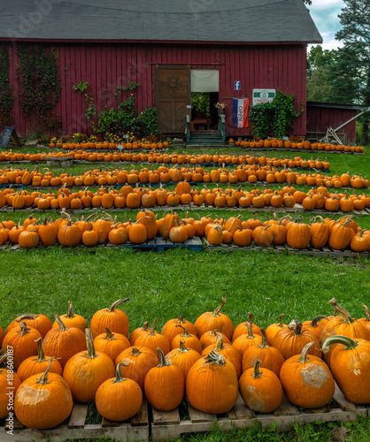 Pumpkin Harvest and farm