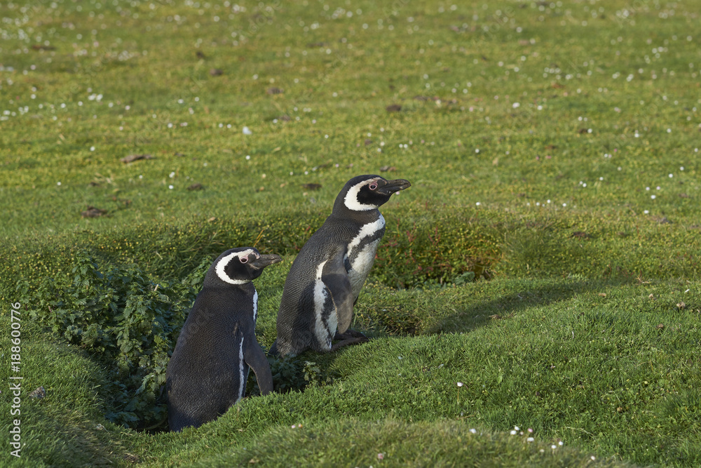Fototapeta premium Adult Magellanic Penguin (Spheniscus magellanicus) with a nearly fully grown chick next to its burrow on the grasslands of Bleaker Island in the Falkland Islands.