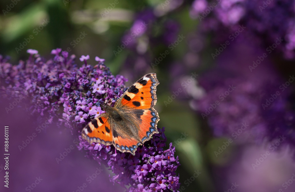 Fototapeta Motyl na liliowym krzaku