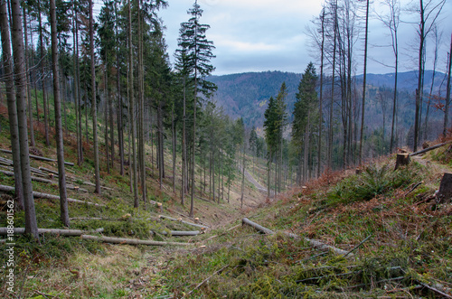 View of a forest road seen from the mountain trail which runs from Rycerki to Przegibek, Beskid Zywiecki, Poland photo