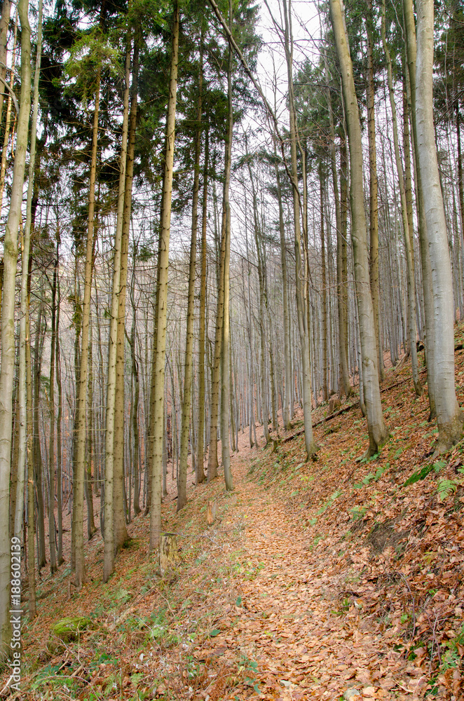 View of forest in Srubita Nature Reserve during autumn, Beskid Zywiecki, Poland View of forest in Srubita Nature Reserve during autumn, Beskid Zywiecki, Poland