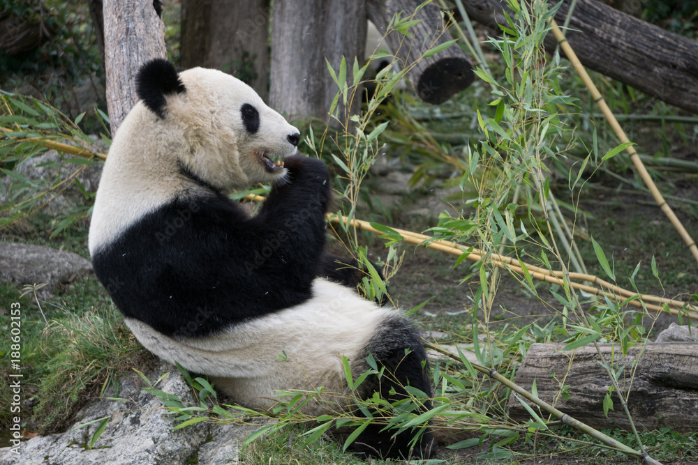 Obraz premium Panda feeding time at the Vienna zoo