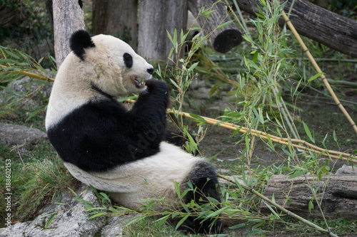 Fototapeta Naklejka Na Ścianę i Meble -  Panda feeding time at the Vienna zoo