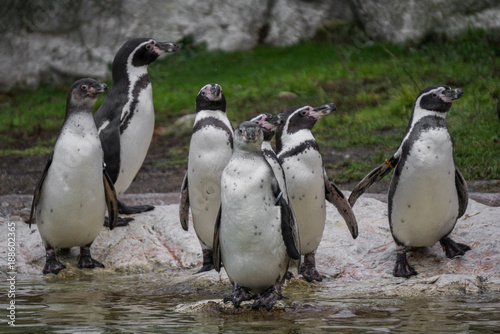 Humboldt penguins on the water shore photo