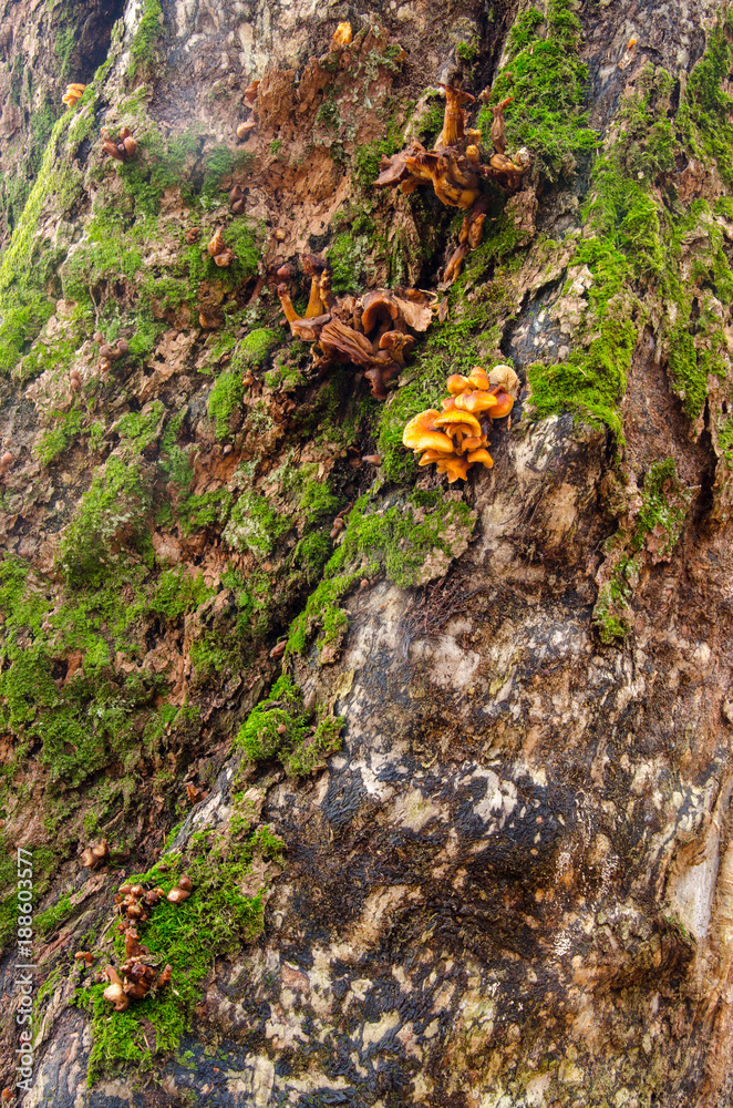 Fototapeta premium Bark of an ancient tree with some moss and fungus in Srubita Nature Reserve during autumn, Beskid Zywiecki, Poland