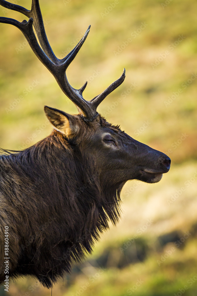 Grand Teton Elk