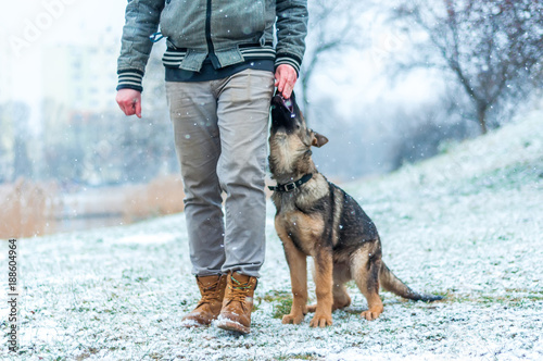 German shepherd puppy training