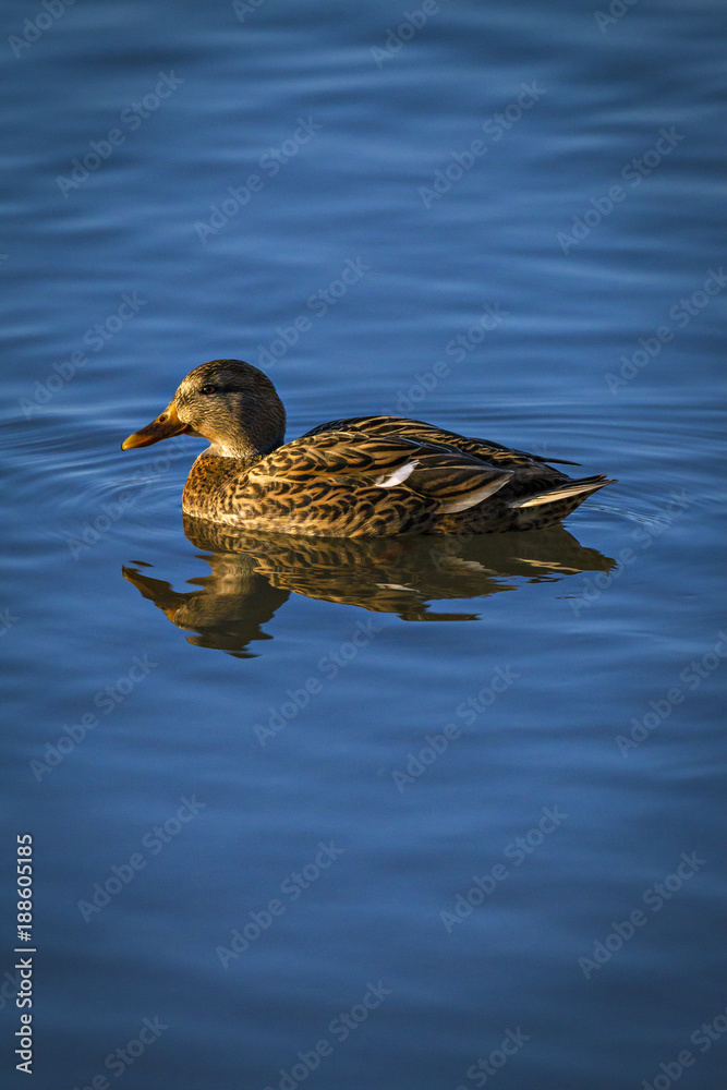 Duck on Pond Duck on Pond