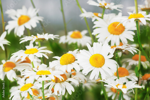 Fototapeta Naklejka Na Ścianę i Meble -  Flowering.  Blooming chamomile field, Chamomile flowers.