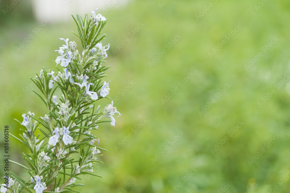 Blooming rosemary with blurred background Blooming rosemary with blurred background