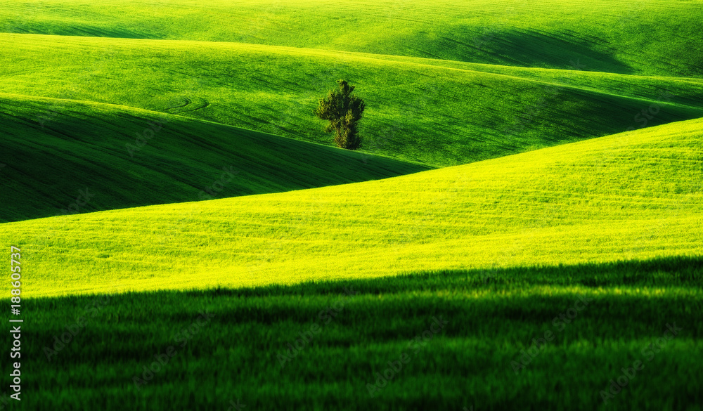 Obraz premium hilly field. spring morning. a beautiful sunrise in the field