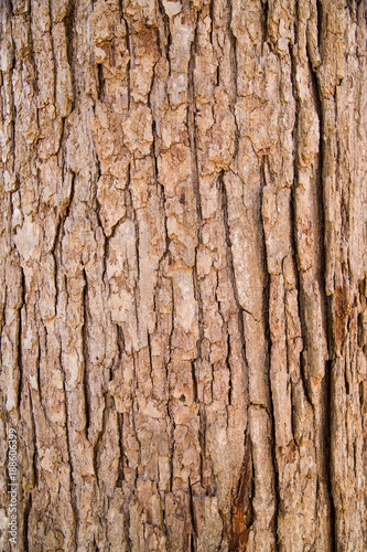 Close up of tree bark texture