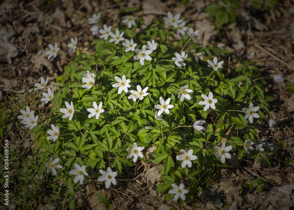 flowers with white blossoms in the meadow flowers with white blossoms in the meadow