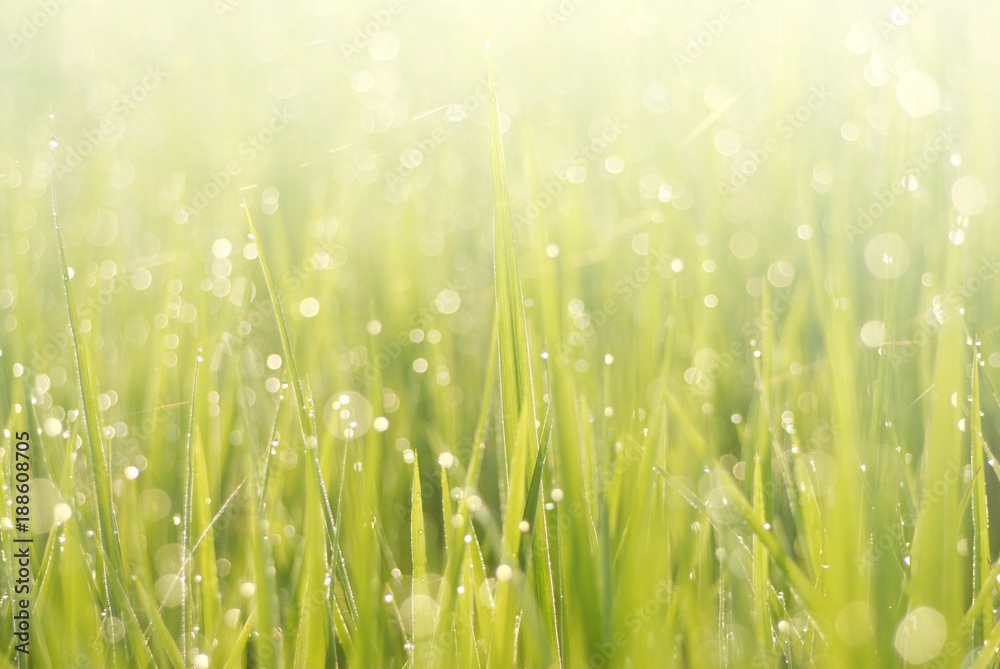 close up of morning dew on rice field