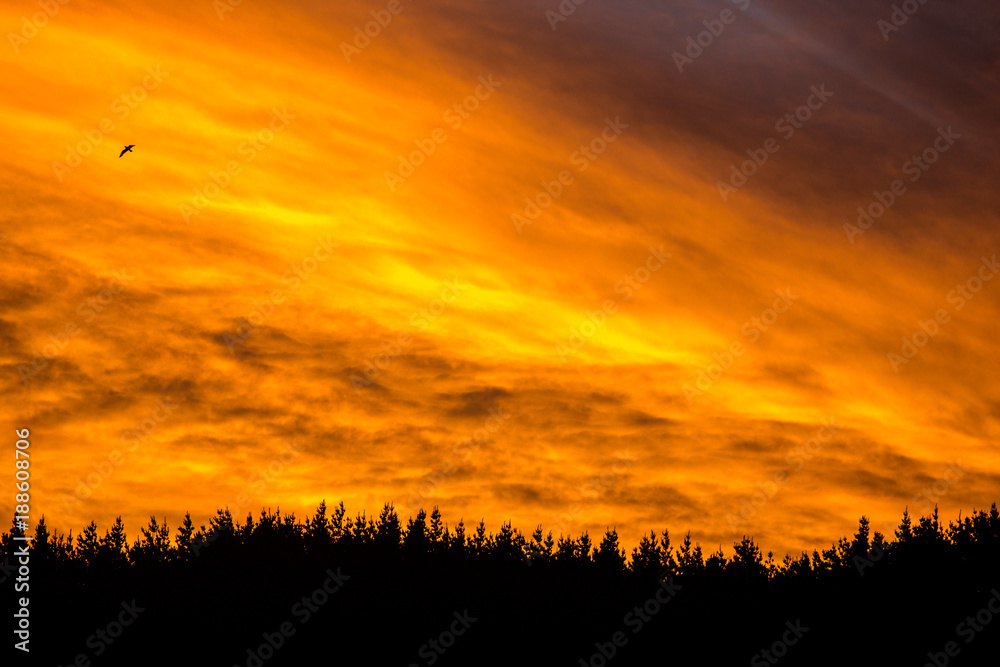 Fiery Sunset with trees along the lower third with space for text