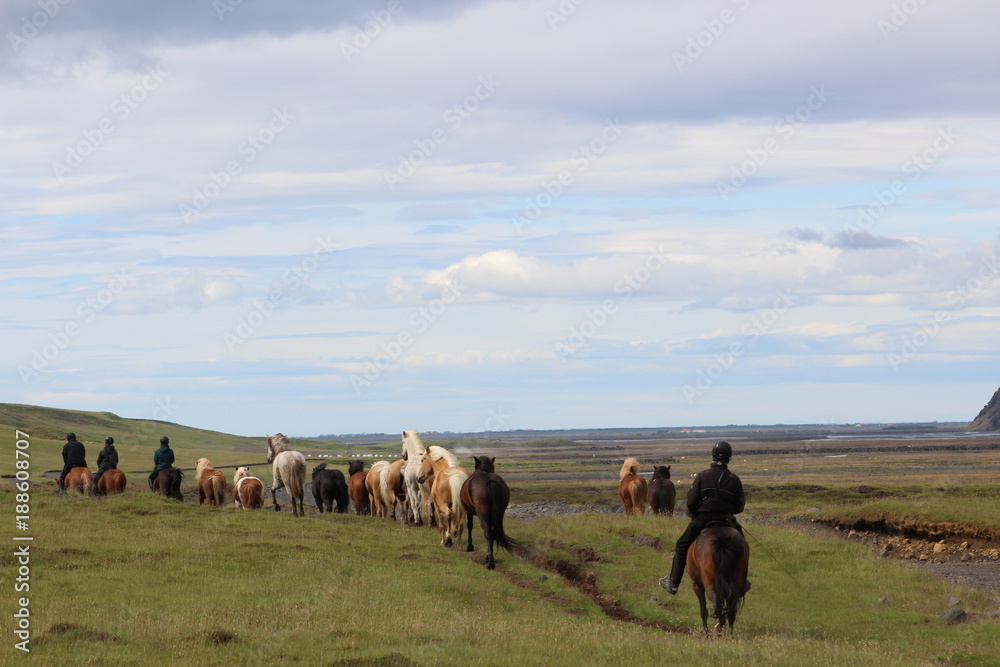 Icelandic Horse Herd Icelandic Horse Herd