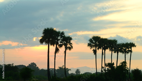 silhouette of palm trees with clouds sky