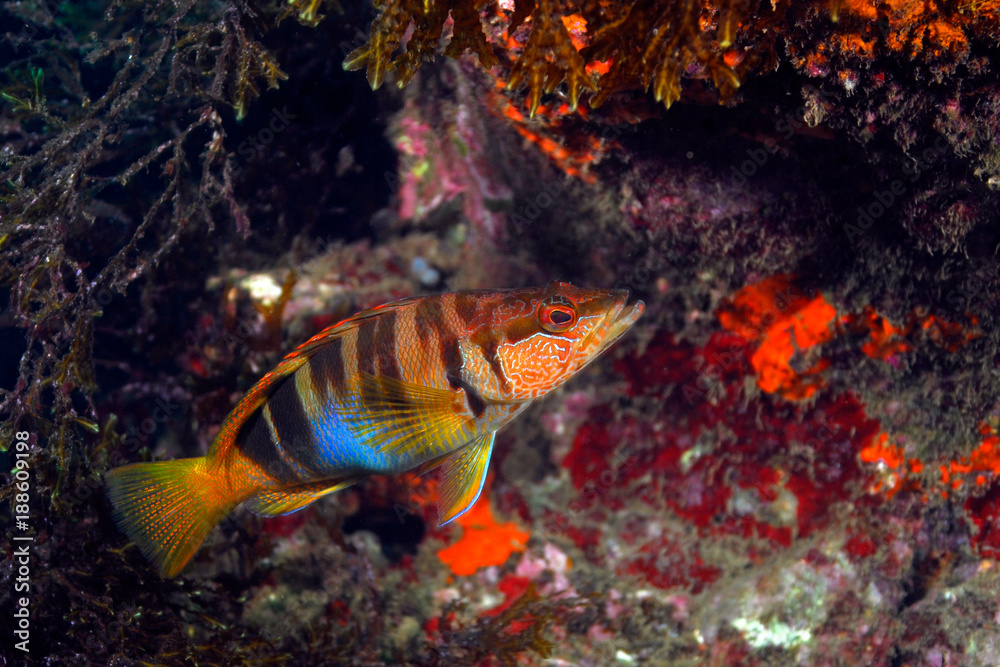 Serranus scriba 792_102, serrano, Cabra, Vaquilla de roca Serranus scriba 792_102, serrano, Cabra, Vaquilla de roca