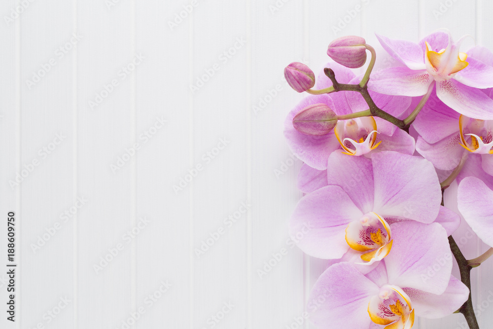 Fototapeta Różowy storczykowy kwiat na białym drewnie textured tło, przestrzeń dla teksta.