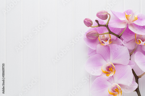 Pink orchid flower on a white wood textured background, space for a text.