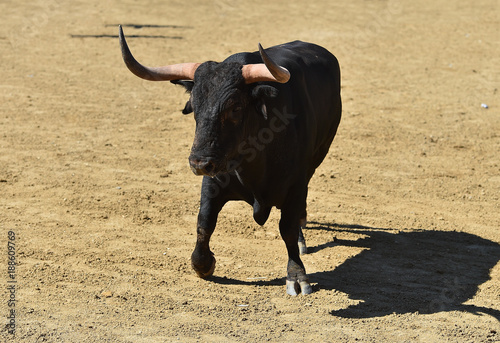 toro en españa