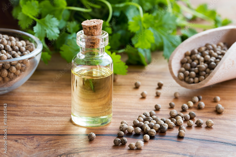 A bottle of coriander essential oil with coriander seeds and cilantro leaves A bottle of coriander essential oil with coriander seeds and cilantro leaves