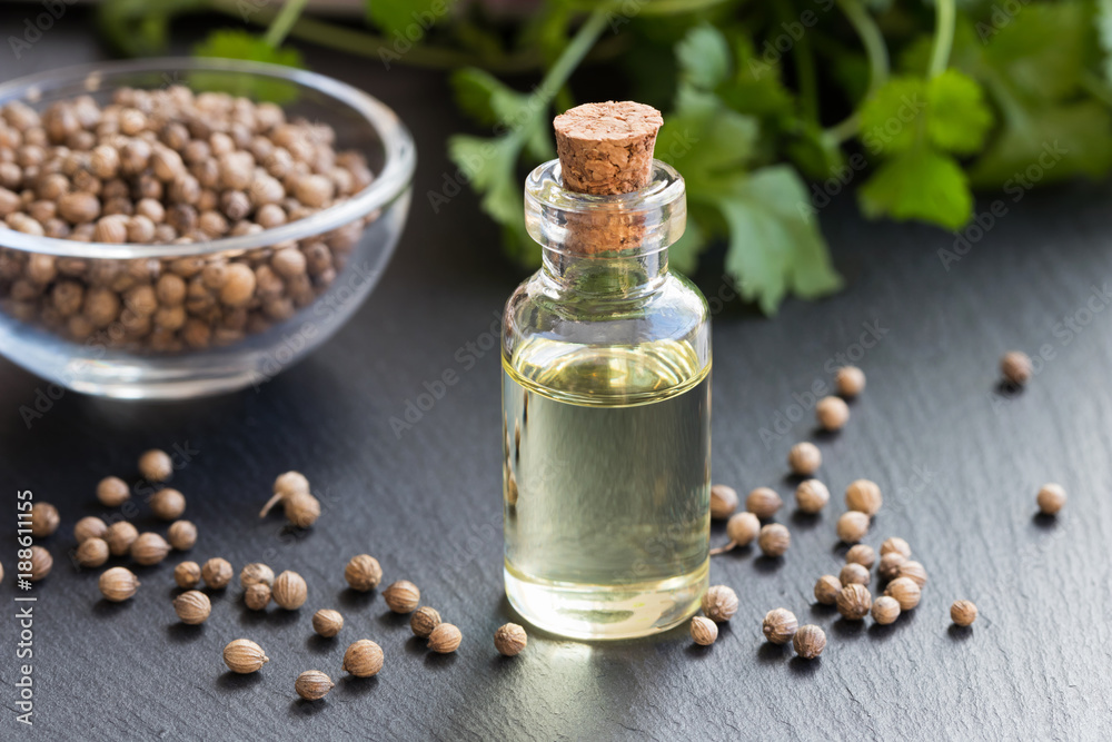 A bottle of coriander essential oil with coriander seeds and cilantro leaves A bottle of coriander essential oil with coriander seeds and cilantro leaves