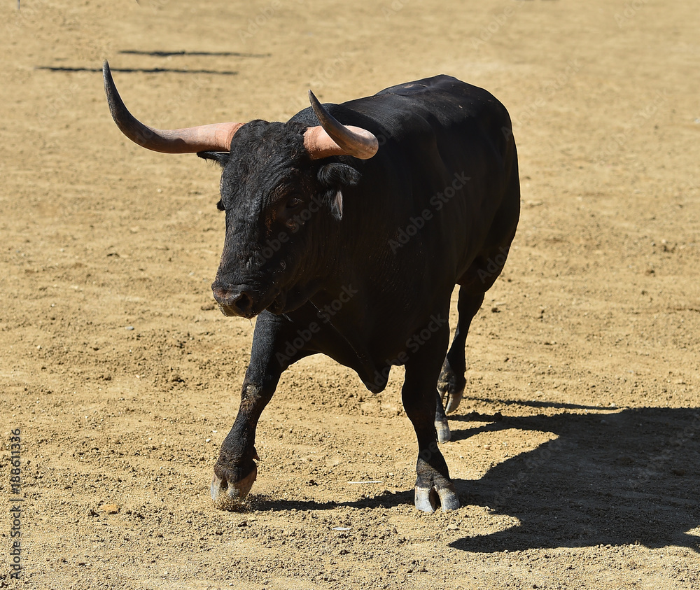 toro en españa