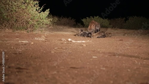 the hyenas in the night and food