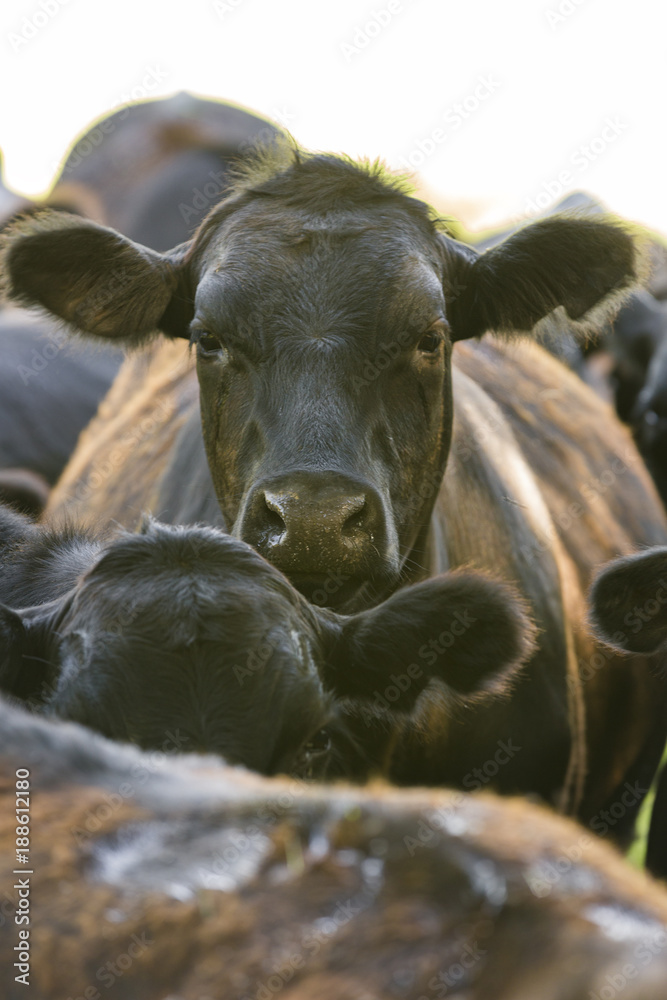 cow closeup