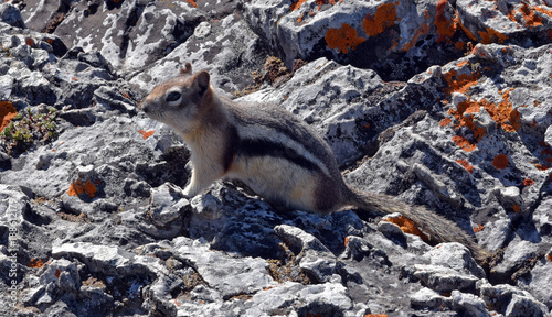 streifenh  rnchen