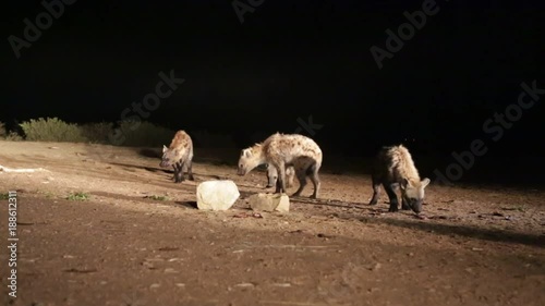 the hyenas in the night and food