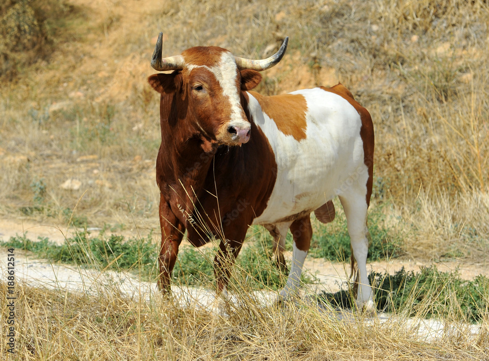 toro en españa toro en españa