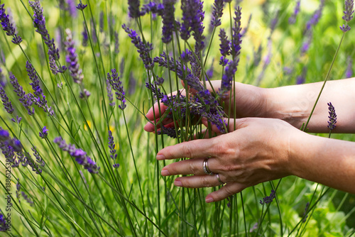 Fototapeta Naklejka Na Ścianę i Meble -  Woman collects lavender in her garden. Female hands holding a blooming lavender. 
