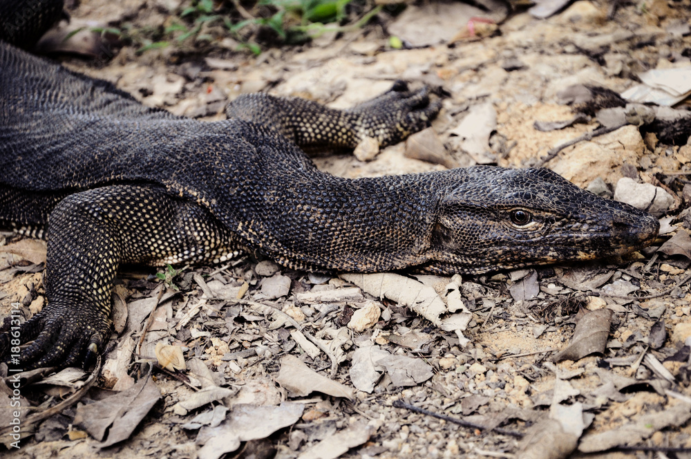 Monitor Lizard Taking the Sun on the Soil Monitor Lizard Taking the Sun on the Soil