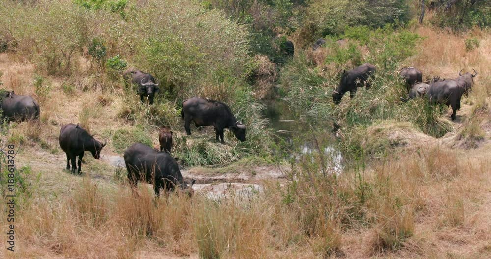Herd Of Cape Buffalo Grazing; Maasai Mara 3rd September; Maasai Mara, Kenya, Africa Herd Of Cape Buffalo Grazing; Maasai Mara 3rd September; Maasai Mara, Kenya, Africa