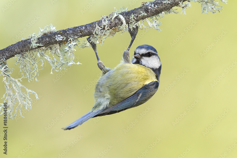 Obraz premium blue tit