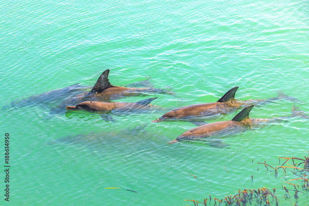 Fototapeta premium A group of dolphins swimming in the clear waters of Monkey Mia, a marine reserve near Denham, Shark Bay, on coral coast in WA. Monkey Mia is the only place in Australia visited daily by dolphins.
