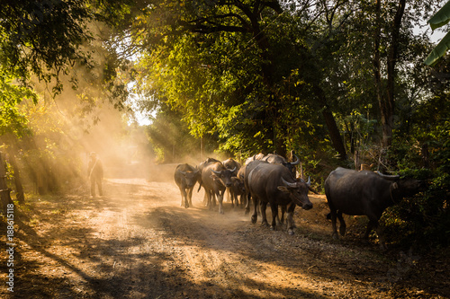 life country in the North-Eastern of Thailand, buffaloes walking home at dusk, Chumphaung, Nakhon Ratchasima, Thailand © somrerk