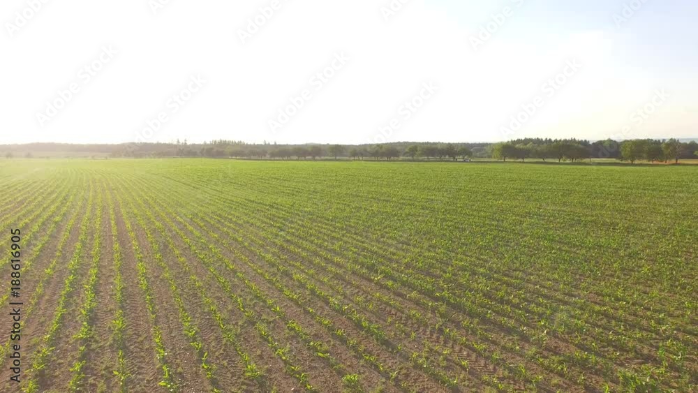 AERIAL: Flight over the wheat field in sunset AERIAL: Flight over the wheat field in sunset