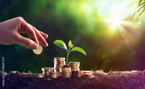 Plant Growing In Savings Coins Money - Investment Concept 