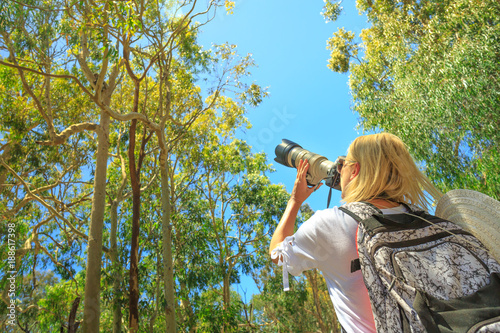 Wildlife woman taking pictures of a Koala while sleeping on a branch of eucalyptus in Yanchep National Park, Western Australia. Travel female photographs outdoor a Koala on a tree.