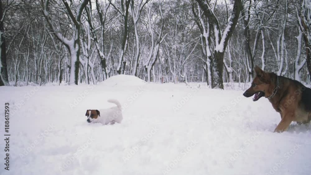 Jack Russell terrier and sheepdog playing in snow Jack Russell terrier and sheepdog playing in snow