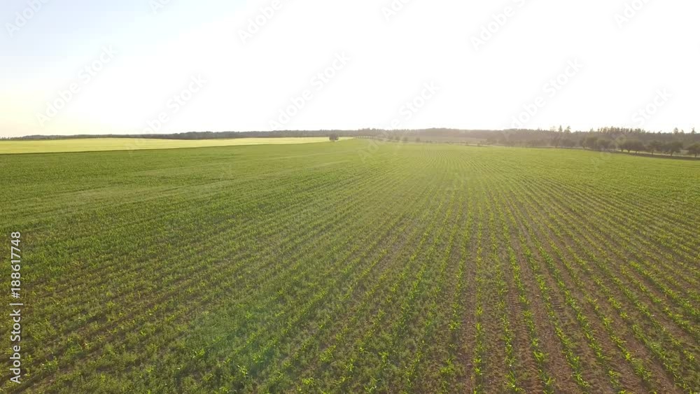AERIAL: Flight over the wheat field in sunset 
