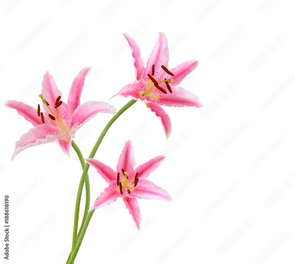 Three pink lily flowers. Isolated on white background
