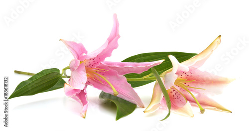 Two pink lily flowers isolated on white background