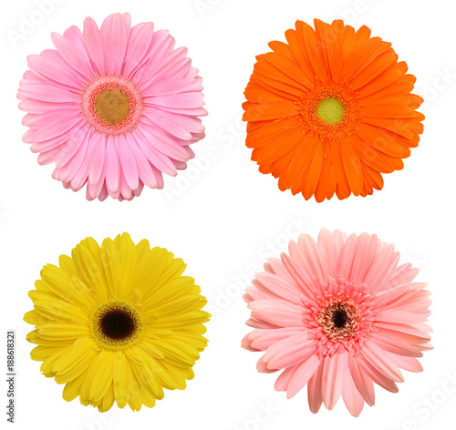 Four colorful Gerber flowers  daisies isolated on white